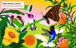 Birds Uncovered: An Illustrated Guide to Bird Life