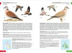 RSPB British Birds Pocket Guide