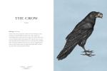 Bird Lore & Symbolism: Illustrated Guide Volume 2