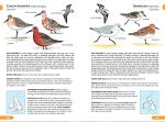 RSPB British Birds Pocket Guide
