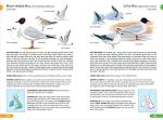 RSPB British Birds Pocket Guide