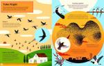 Birds Uncovered: An Illustrated Guide to Bird Life