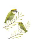 Stunning Illustrated Guide to British Garden Birds