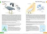 RSPB British Birds Pocket Guide