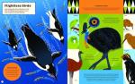 Birds Uncovered: An Illustrated Guide to Bird Life