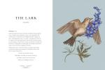 Bird Lore & Symbolism: Illustrated Guide Volume 2