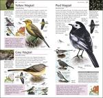 RSPB Pocket Guide to British and European Birds