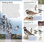 RSPB Pocket Guide to British and European Birds