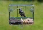 Pigeon-Proof Window Feeder with Seed Tray