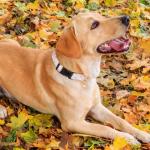 Cotton Handmade Dog Collar Cute and Distinctive Patterns White and Pink Love Heart with Pendant for Girl Boy Dogs Collars S