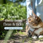 PetArmor Plus Flea and Tick Prevention for Cats, Cat Flea and Tick Treatment, 3 Doses, Waterproof Topical, Fast Acting, Cats Over 1.5 lbs