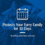 PetArmor for Cats, Flea & Tick Treatment for Cats (Over 1.5 Pounds), Includes 3 Month Supply of Topical Flea Treatments