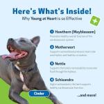 Pet Wellbeing Young at Heart for Dogs - Senior Heart Health Support, Cardiovascular Wellness with Hawthorn & Motherwort - NASC Certified & Vet-Formulated - 2 oz Liquid Formula