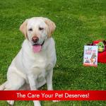 Pet Vet First Aid Book Guide for Dogs & Cats - Complete First Aid Book for Emergency Care, CPR, Toxicity Calculators, Cat & Dog Wound Care, Pet Health Veterinary Books, Dog Health, First Aid Supplies