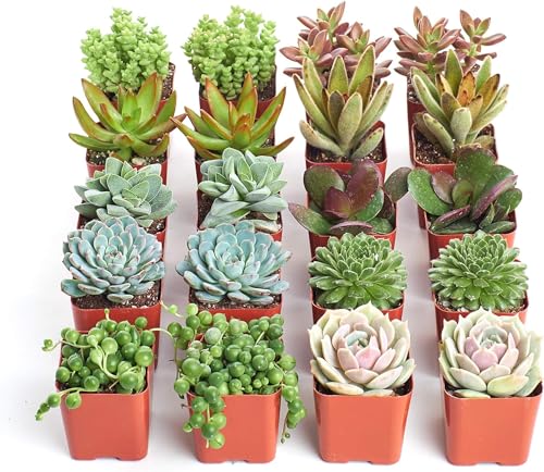 Assorted Mini Succulents - Perfect Wedding Favors