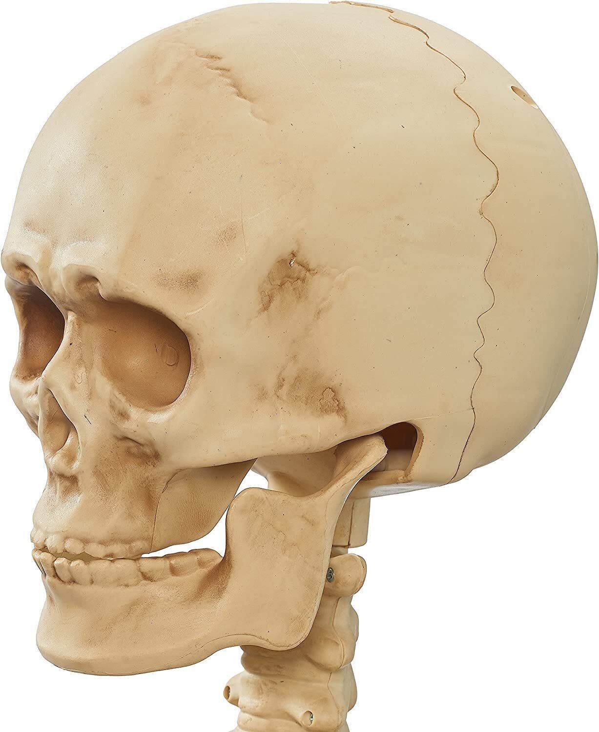 Life Size Skeleton Duo with Coffin Halloween Prop