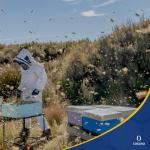 Cosana Manuka Honey UMF 13+ 8.8 oz Pure