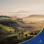 Cosana Manuka Honey UMF 13+ 8.8 oz Pure