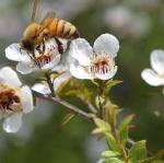 3Bee Manuka Honey Drops with Ginger & Lemon