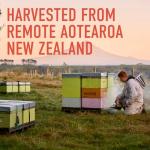 Egmont Manuka Honey UMF 20+ - 8.8 oz