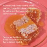 Steens Manuka Honey MGO 515+ - 17.6 oz