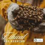 Bee2 100% Raw Manuka Honey Sticks MGO 300+