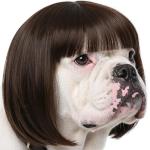 Funny Dog Wig with Adjustable Bands for Costumes