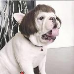 Funny Pet Cosplay Wig for Dogs and Cats