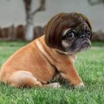 Funny Pet Cosplay Wig for Dogs and Cats