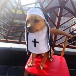 Funny Halloween Costume for Small Dogs and Cats