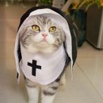 Funny Halloween Costume for Small Dogs and Cats