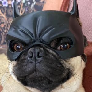 Cool Bat Mask for Dogs - Superhero Costume