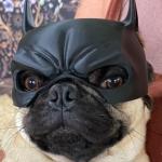 Cool Dog Halloween Masks - Bat & Superhero Set