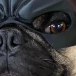 Cool Bat Mask for Dogs - Superhero Costume