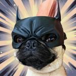 Cool Bat Mask for Dogs - Superhero Costume