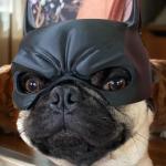Cool Bat Mask for Dogs - Superhero Costume