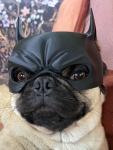Cool Dog Halloween Masks - Bat & Superhero Set