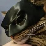 Black Matte Bat Mask for Cats and Dogs