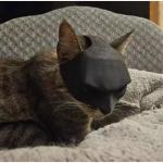 Black Matte Bat Mask for Cats and Dogs