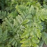 Rabbit's Foot Fern, Footed Rabbit 4 inch Pot, Davallia canariensis fejeensis, De