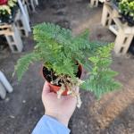 Rabbit's Foot Fern, Footed Rabbit 4 inch Pot, Davallia canariensis fejeensis, De