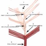 Kangaroo Hide Leather 06 to 16 Foot 16 Plaits Bull Whip Indiana Jones Bullwhip