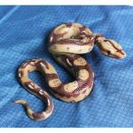 Garden Realistic Big Rubber Snake Lifelike Scary Prank Toy Joke Party Prop