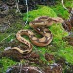 Garden Realistic Big Rubber Snake Lifelike Scary Prank Toy Joke Party Prop