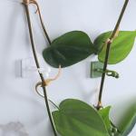 100pcs-Home Garden Plant Climbing Wall Fixture Clips Rattan Vine Fixer Self-Adhesive Plant Climbing Wall Fixed Buckle Hook