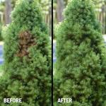 Seymour RENEW Grass and Shrub (Pristine). 17 oz. Can. (Pack of 2)