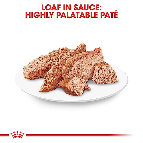 Royal Canin Poodle Adult Loaf in Sauce, 3 oz