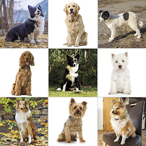 WAHL USA Dog Grooming Kit - Poodle Pros