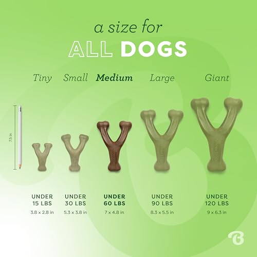 Durable Poodle Chew Toy: Bacon-infused, USA-made, Medium