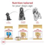 Royal Canin Poodle Adult Loaf in Sauce, 3 oz